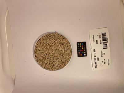 Click for 1 image(s) for this accession. SEED